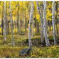 Autumn Birchs