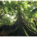 Walking in the Jungle