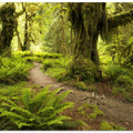 Hoh Rainforest