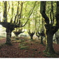 Magic Grove