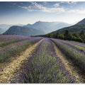 Lavender Hills