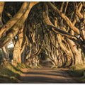 The Avenue