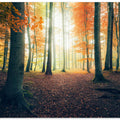 Autumn in the Woods