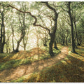 Magic Beech Wood