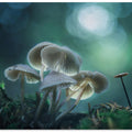 Forest Dreams