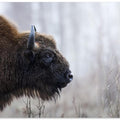 Bison's profile