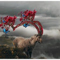 Ibex