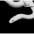 Serpent Blanc