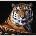 Sibirian Tiger
