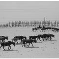 Altay Horses