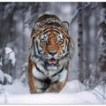 SnowTiger