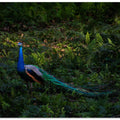 iridescence