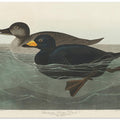 American Scoter Duck From Birds of America (1827)