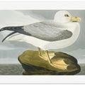 Fulmar Petrel From Birds of America (1827)
