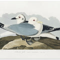 Kittiwake Gull From Birds of America (1827)