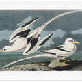 Tropic Bird From Birds of America (1827)