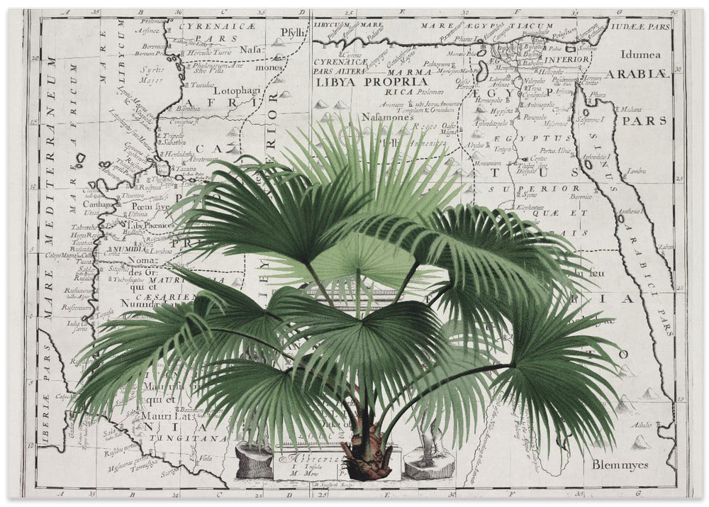 Tropical Empire No3