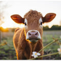 Cow at Sunrise