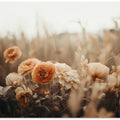 Petals in Sepia