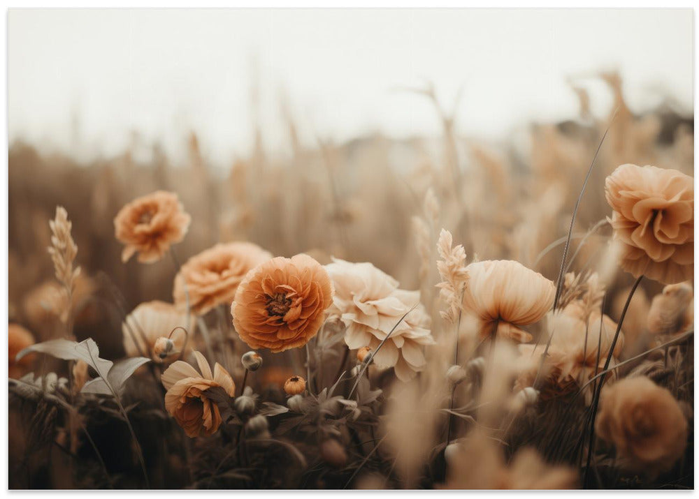 Petals in Sepia