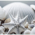 Seashell Symphony