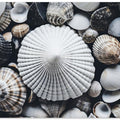 Shell Symphony