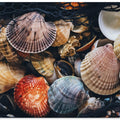 Shell Symphony
