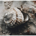 Seashell Serenity