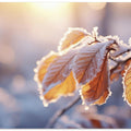 Frost-Kissed Leaves
