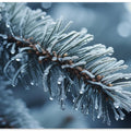Frost-Kissed Pine