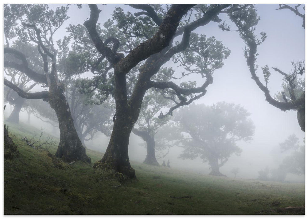 Morning mist