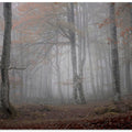 Fog and forest