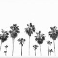Swaying Palms