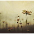 Whispers of Petals