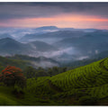 The Hills are Alive
