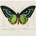 Green Birdwing Butterfly