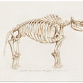 Mamoth (mammut)