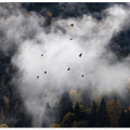 Foggy Woods 8