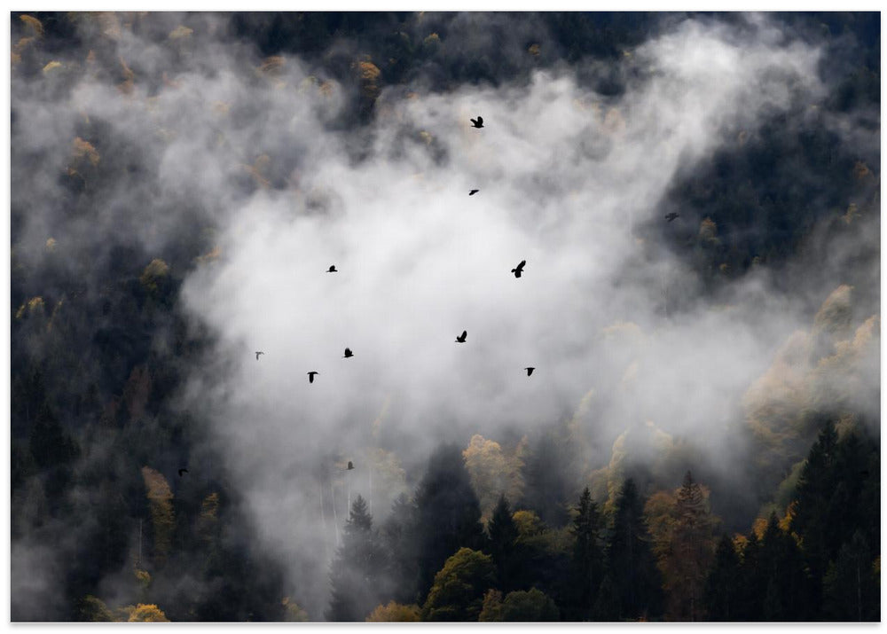 Foggy Woods 8