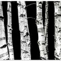 Birch Trees