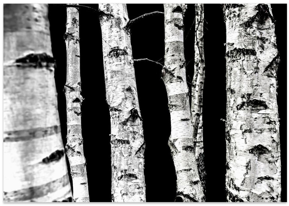 Birch Trees