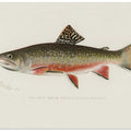 Male Brook Trout