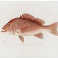 Red Snapper