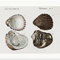 Sealife III
