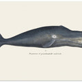 Whale I Antique Handcolored Sealife Lithograph 1824