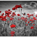 Idyllic Field of Poppies with Sun