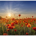 Poppy idyll in sunset