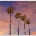 Palm trees - Idyllic sunset