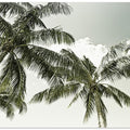 Vintage Palm Trees