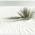 WHITE SANDS Vintage Dune